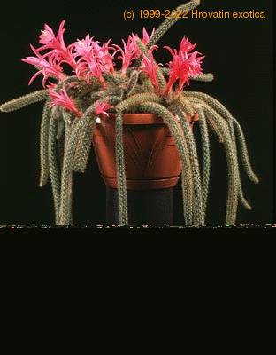 Aporocactus flagelliformis 634