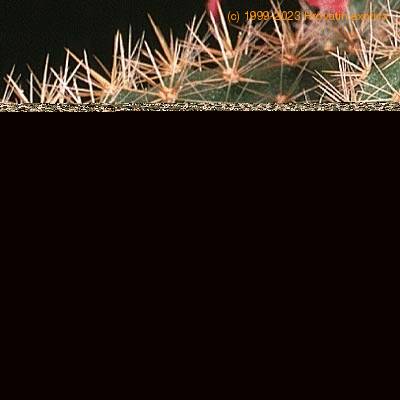Aporocactus flagelliformis thorn 637