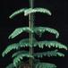 Araucaria heterophylla 3004