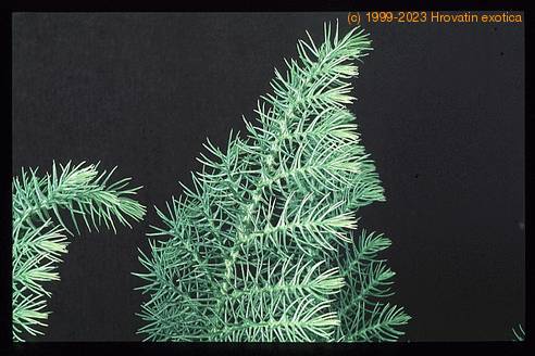 Araucaria heterophylla 3005