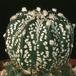 Astrophytum hybrid 491