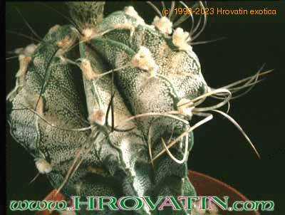Astrophytum capricorne v crassispinoides thorn 121