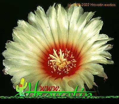 Astrophytum capricorne v niveum flower 355