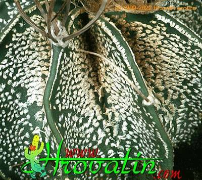 Astrophytum capricorne v niveum thorn 356