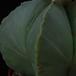 Astrophytum myriostygma nudum SIt