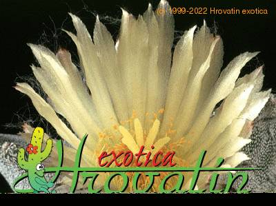 Astrophytum myriostigma v tulense flower 458