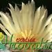 Astrophytum myriostigma v tulense flower 458