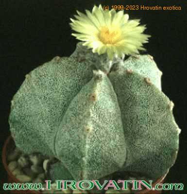 Astrophytum myriostigma 104