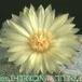 Astrophytum myriostigma flower 105