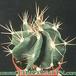 Astrophytum ornatum v nudum 17