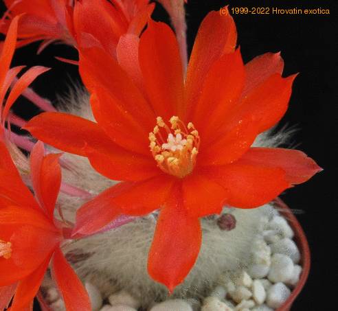 Aylostera spinos flower