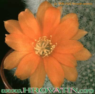 Aylostera muscula flower 273