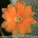 Aylostera muscula flower 273