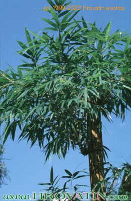 Bambusa multiplex 1844