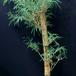 Bambusa multiplex leaf 1849