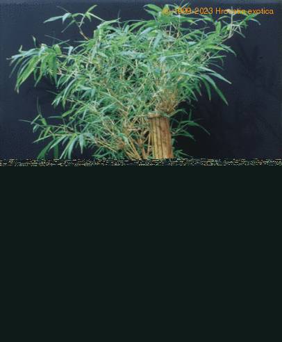 Bambusa vulgaris-SIb
