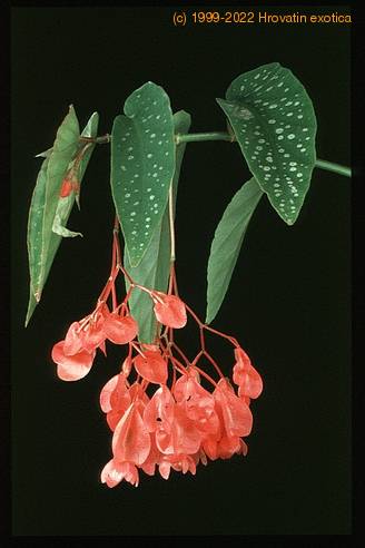 Begonia coccinea 2008