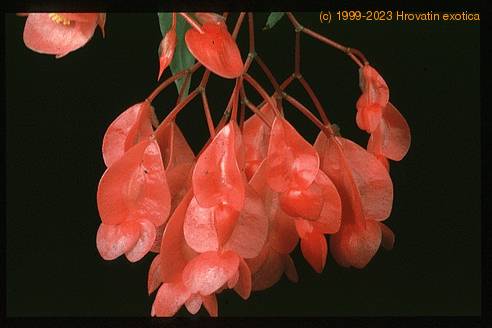 Begonia coccinea 2009