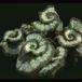 Begonia rex -Escargot- 1927