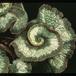 Begonia rex -Escargot- 1928