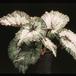 Begonia rex - hybrid 1945