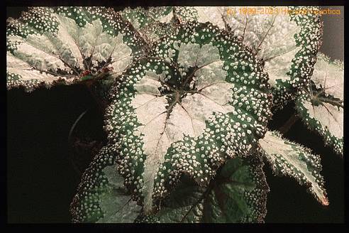 Begonia rex - hybrid 1946