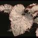Begonia rex - hybrid 1948