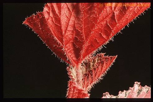 Begonia rex - hybrid 1951