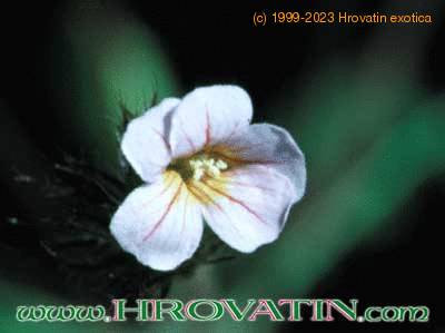 Biophytum sensitivum flower 1032