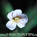Biophytum sensitivum flower 1032