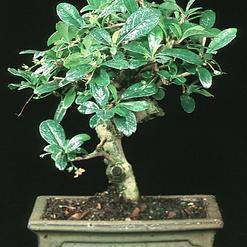 Carmona microphylla