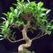 bonsai-notranji