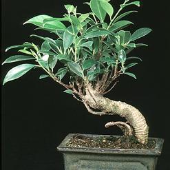 Ficus microcarpa 'Kimmen'