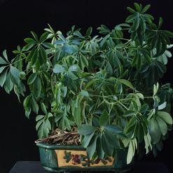 Scheflera arboricola bonsai