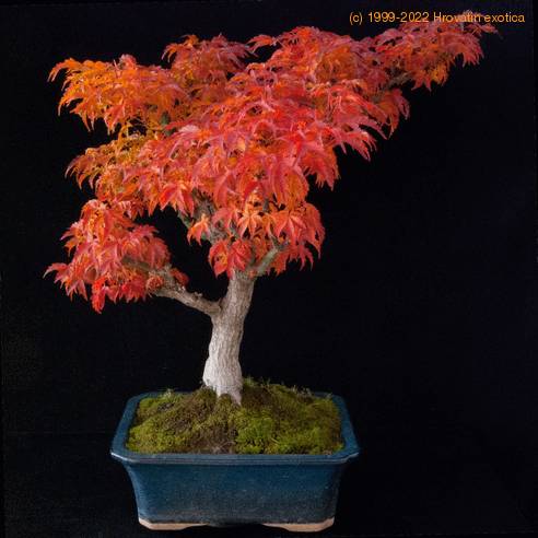 bonsai-zunanji