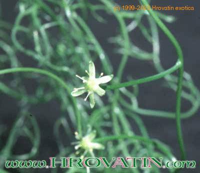 Bowiea volubilis flower 1611