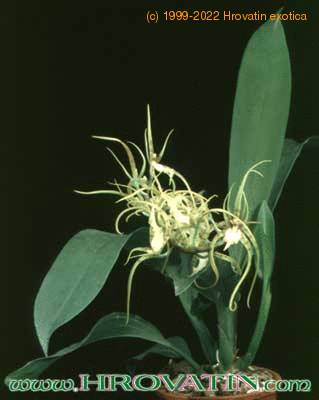 Brassia verrucosa 1784