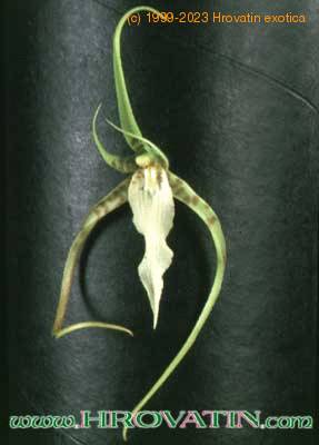 Brassia verrucosa flower 1785