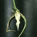 Brassia verrucosa flower 1785