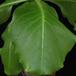 Brighamia insignis SIl