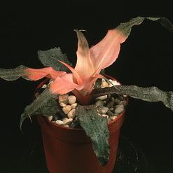 Cryptanthus hybrid