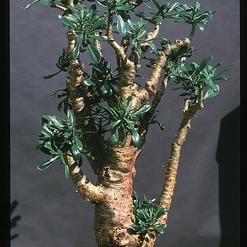 Cotyledon paniculata
