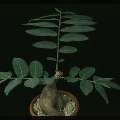 Phyllanthus mirabilis