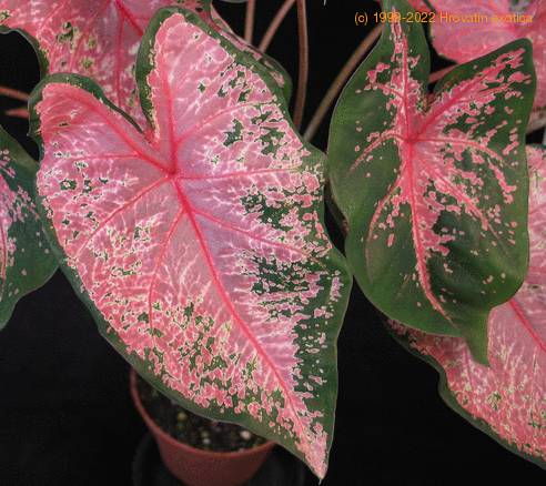 Caladium pink leaf