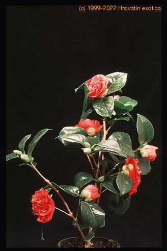 Camellia sp. 2073