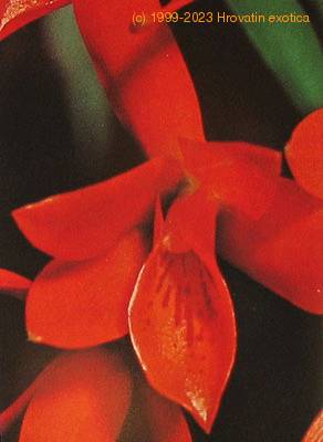Cattleya aurantiaca flower cattleya aurantiaca k