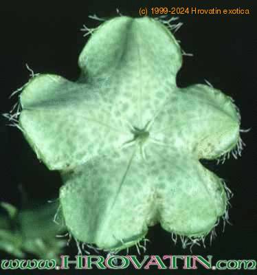 Ceropegia sandersonii flower 1015
