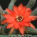 Chamaecereus silvestrii flower 204