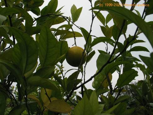 Citrus aurantium bvrt1