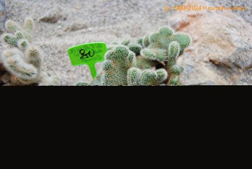 Cleistocactus winteri-cristata-380